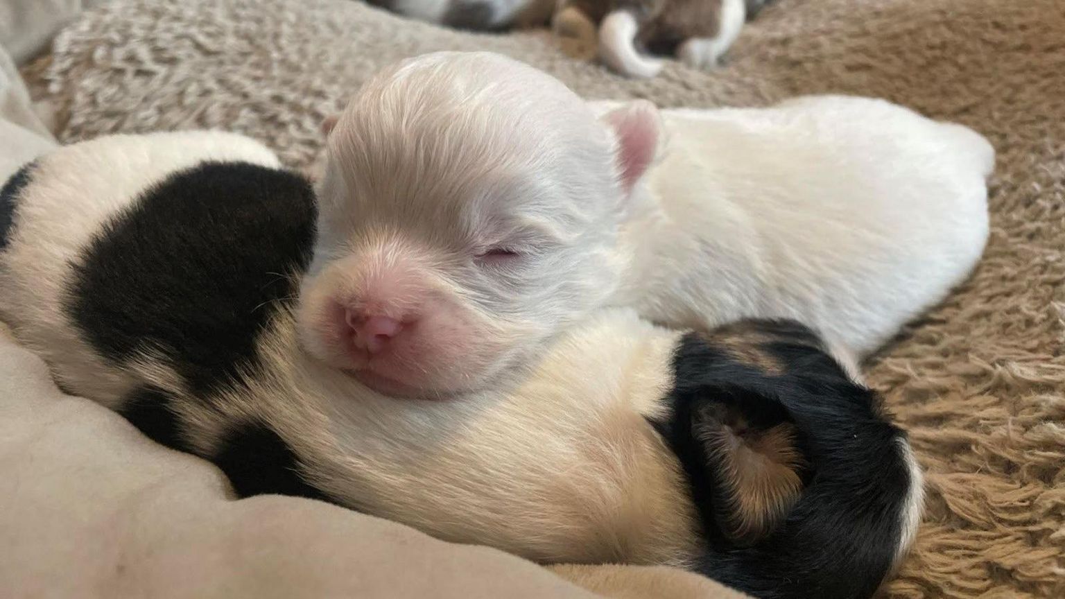 Albi sleeping next to his sibling while on the sofa