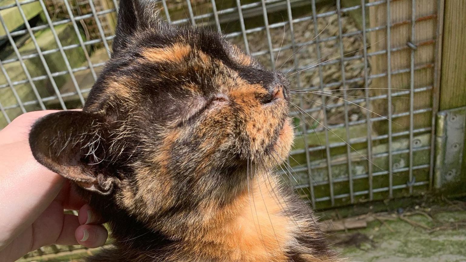 A calico cat closing its eyes while it is being stroked