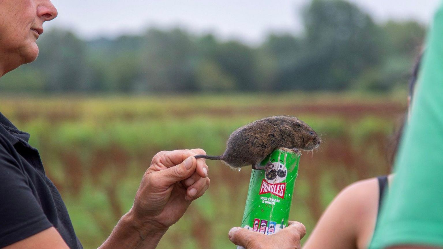 A woman in a navy t-shirt holds the tail of a water vole as it sits on top of a green Pringles tube