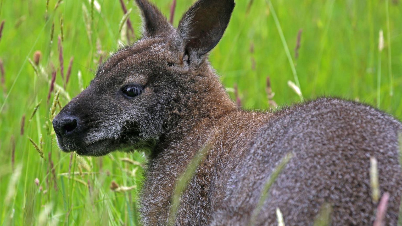 Wallaby in long grass
