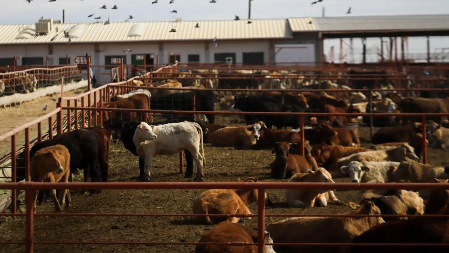 Getty Images Livestock in pens outside