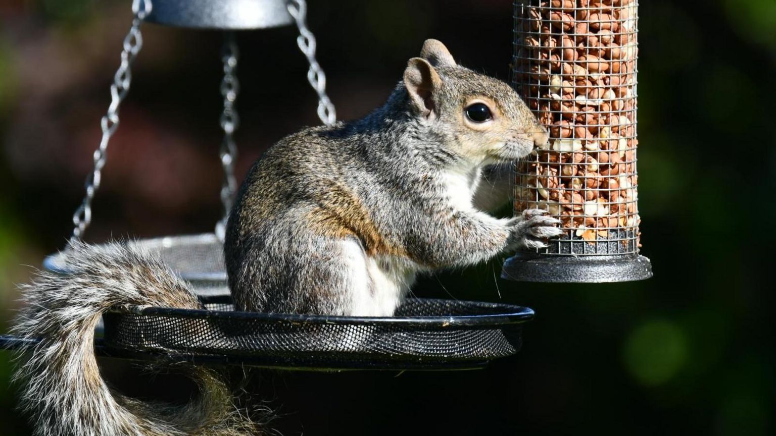 A close-up of a squirrel in Southam, sitting on a bird table while grasping hold of a nut feeder mid feast