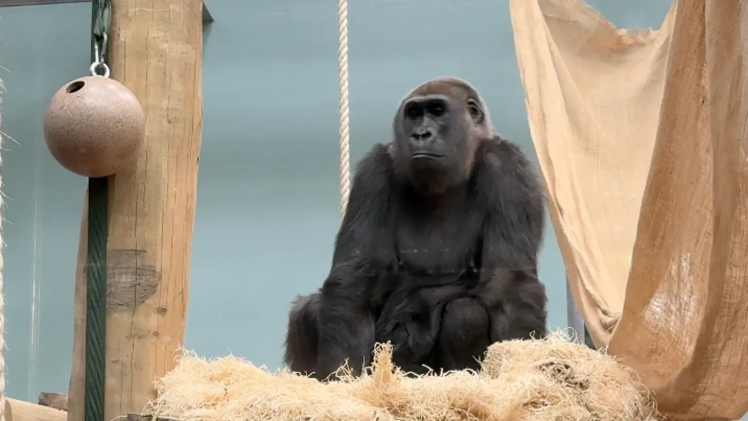 Jersey Zoo's £8m Gorilla Enclosure Opens, Hailed as World-Class — image 3