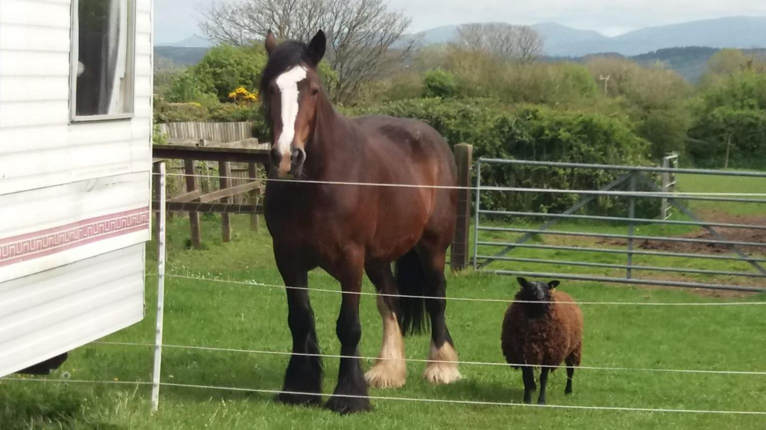 Jojo the shire horse standing by a fence with Hetty the black sheep