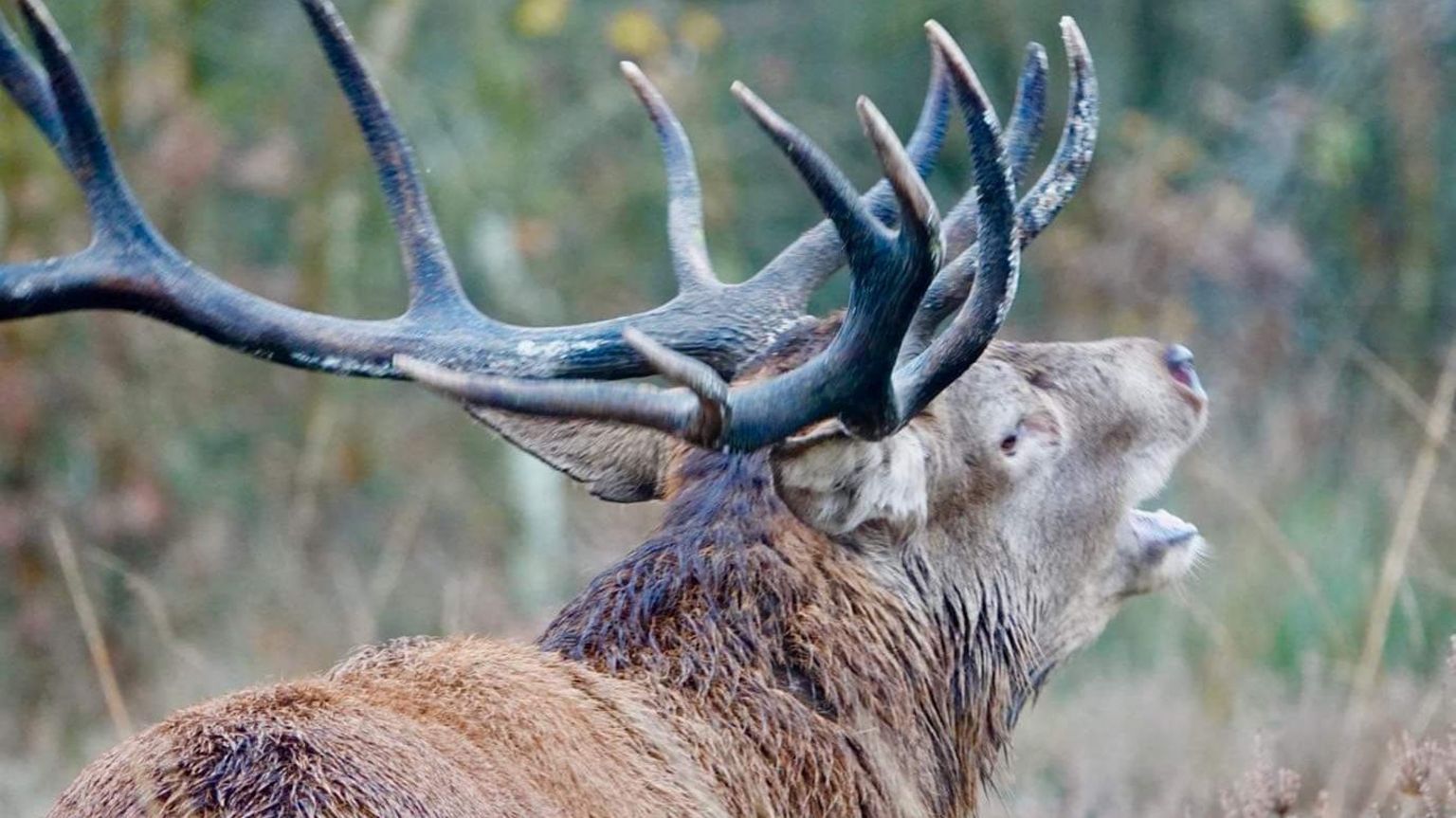 Part 2: A Close Look at an Antler, Autumn 2019