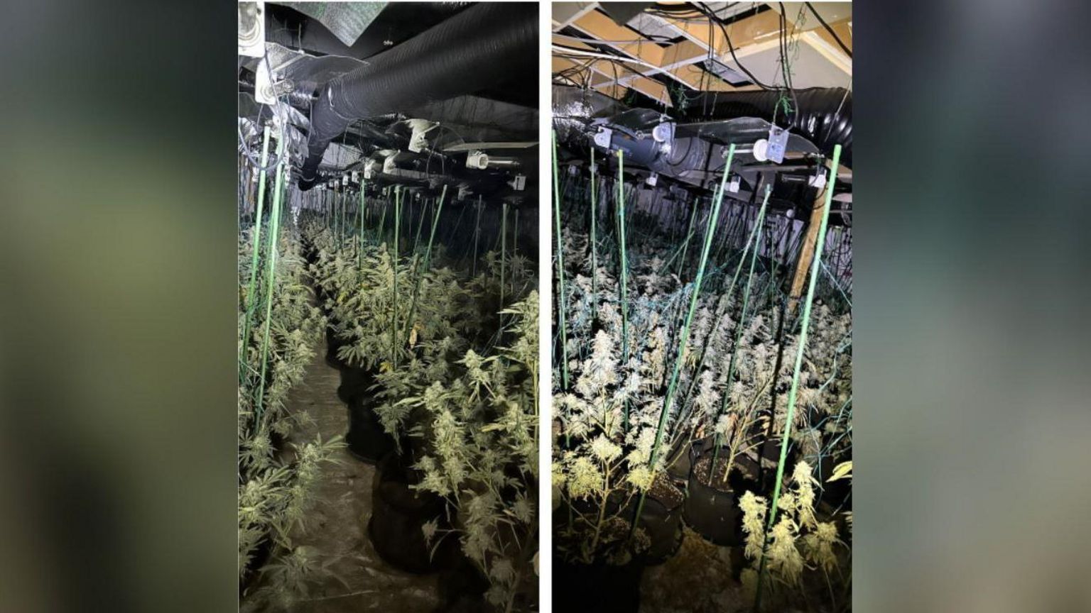 Thousands of cannabis plants found with equipment at this large-scale growing operation in Stockport 