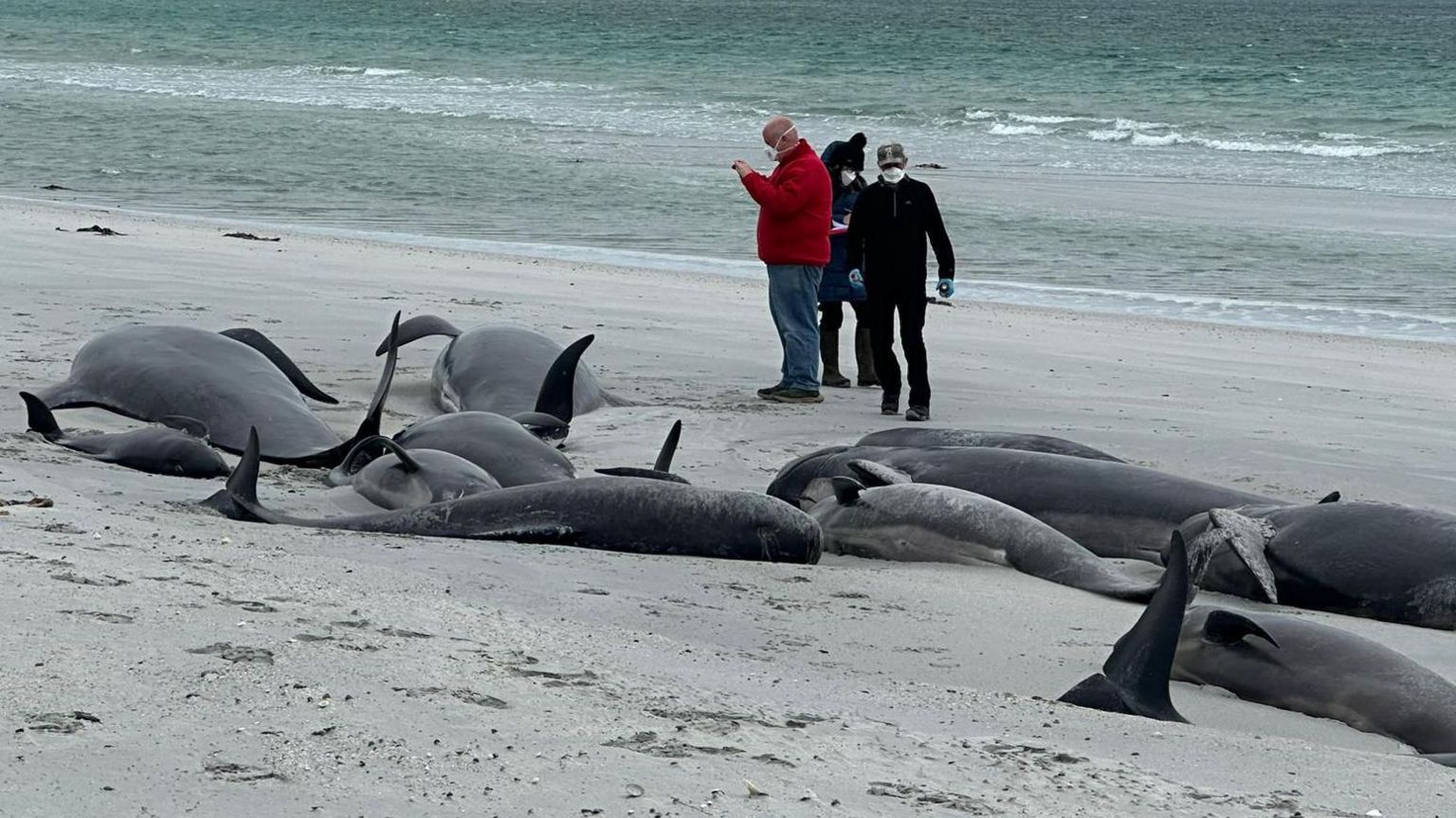 Experts assess whales on Tresness Beach in Orkney