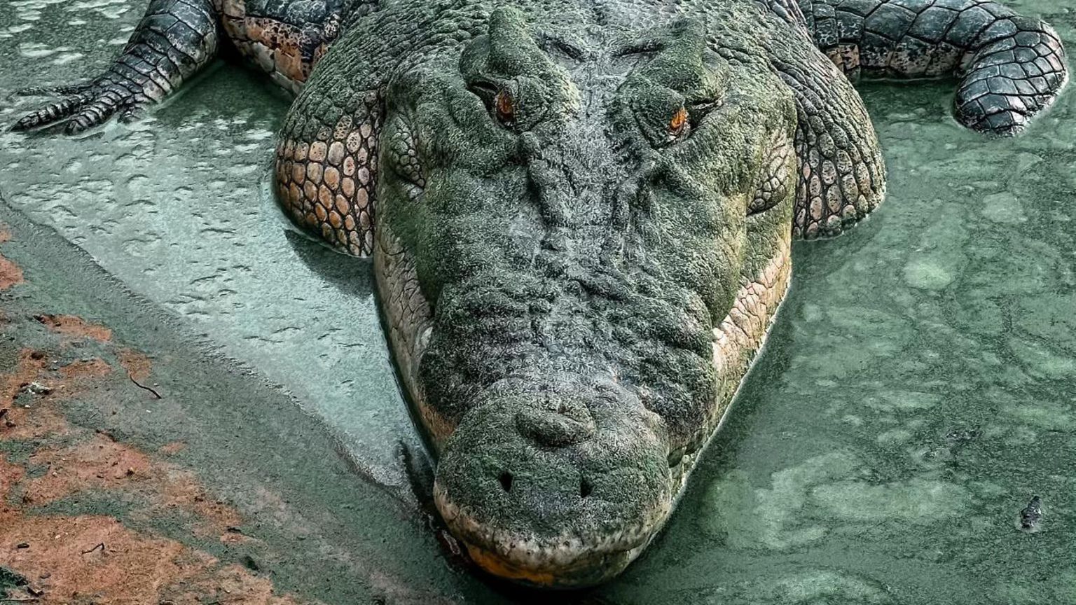 A large croc in an enclosure