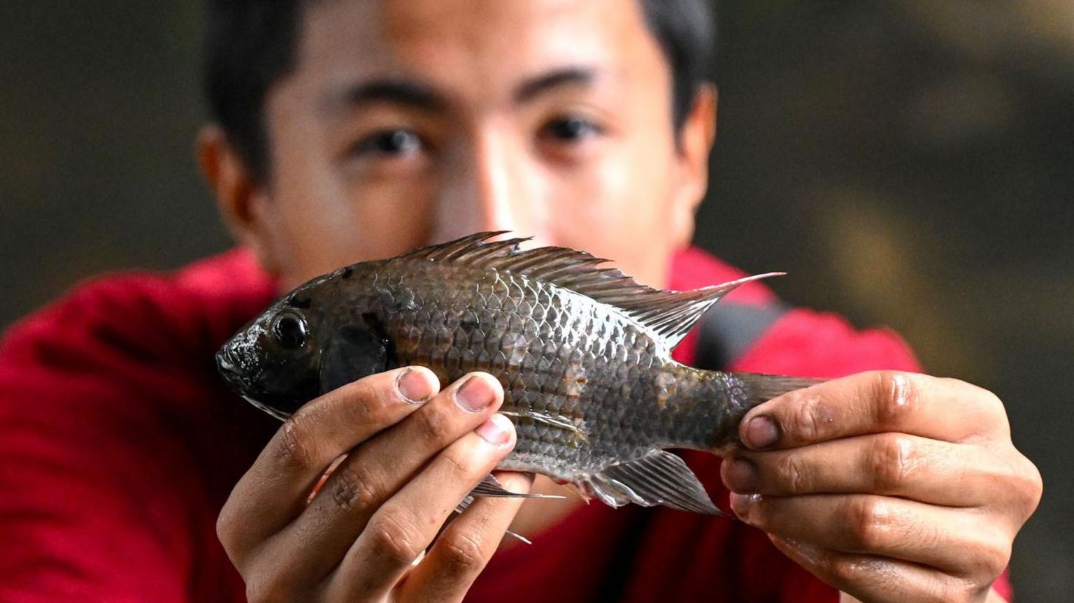 Man holds blackchin Tilapia in his hand