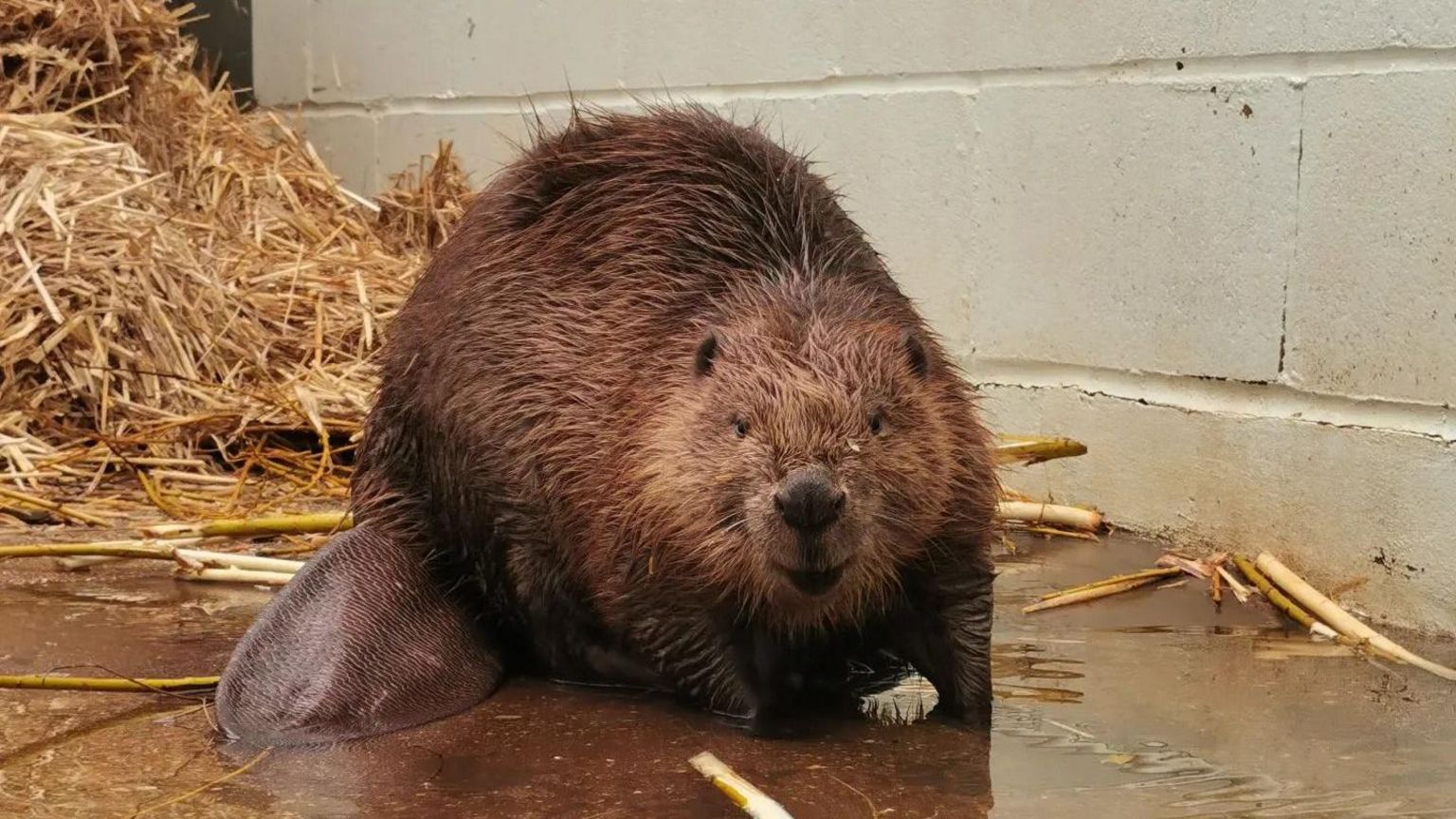 A furry brown beaver looks directly at the camera whilst stood in some water in a recovery unit at the RSPCA Mallydams Wood in East Sussex