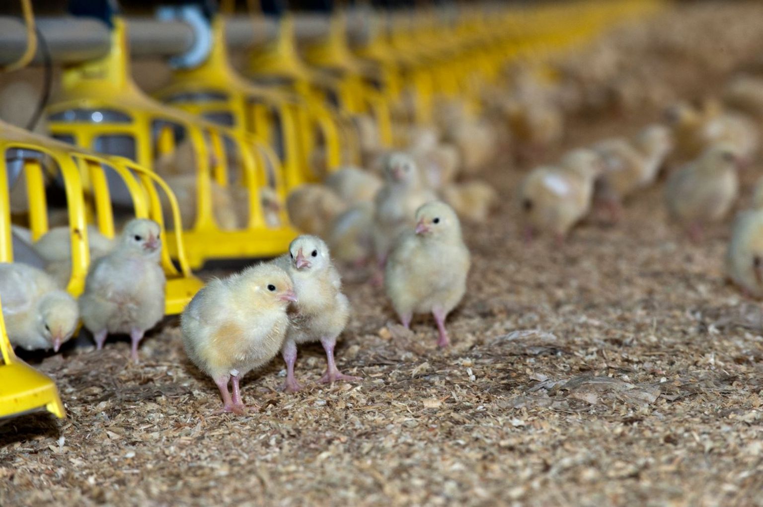 Anglesey: Fire at poultry farm shed kills 8,000 chicks - BBC News