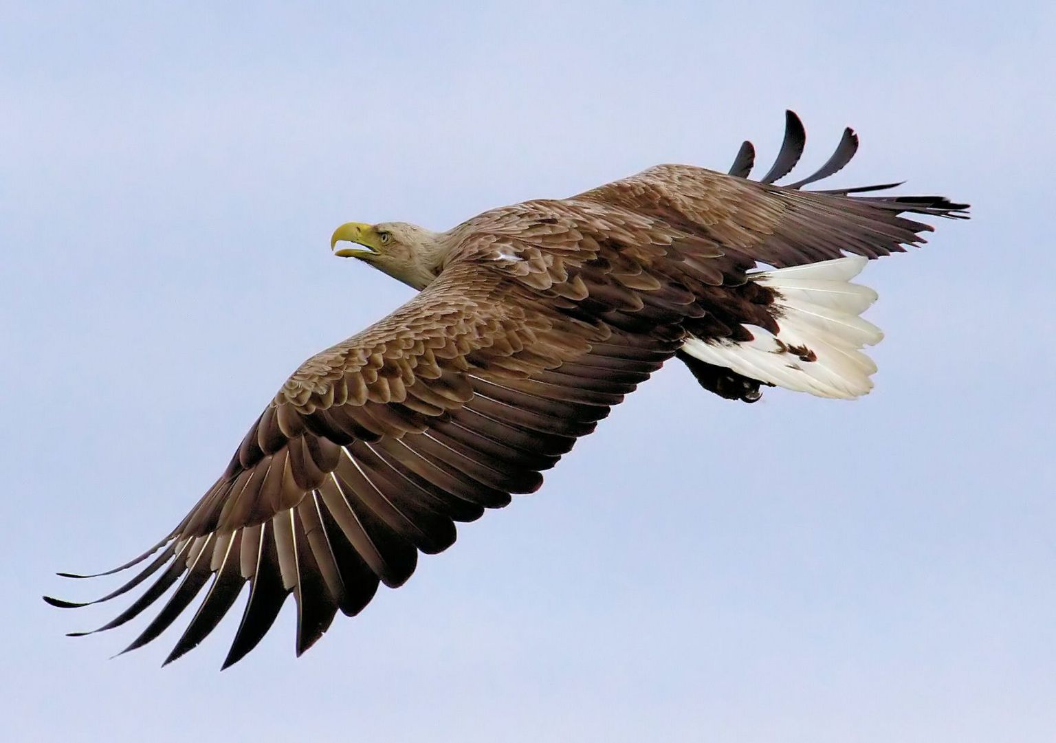 A white-tailed eagle in flight