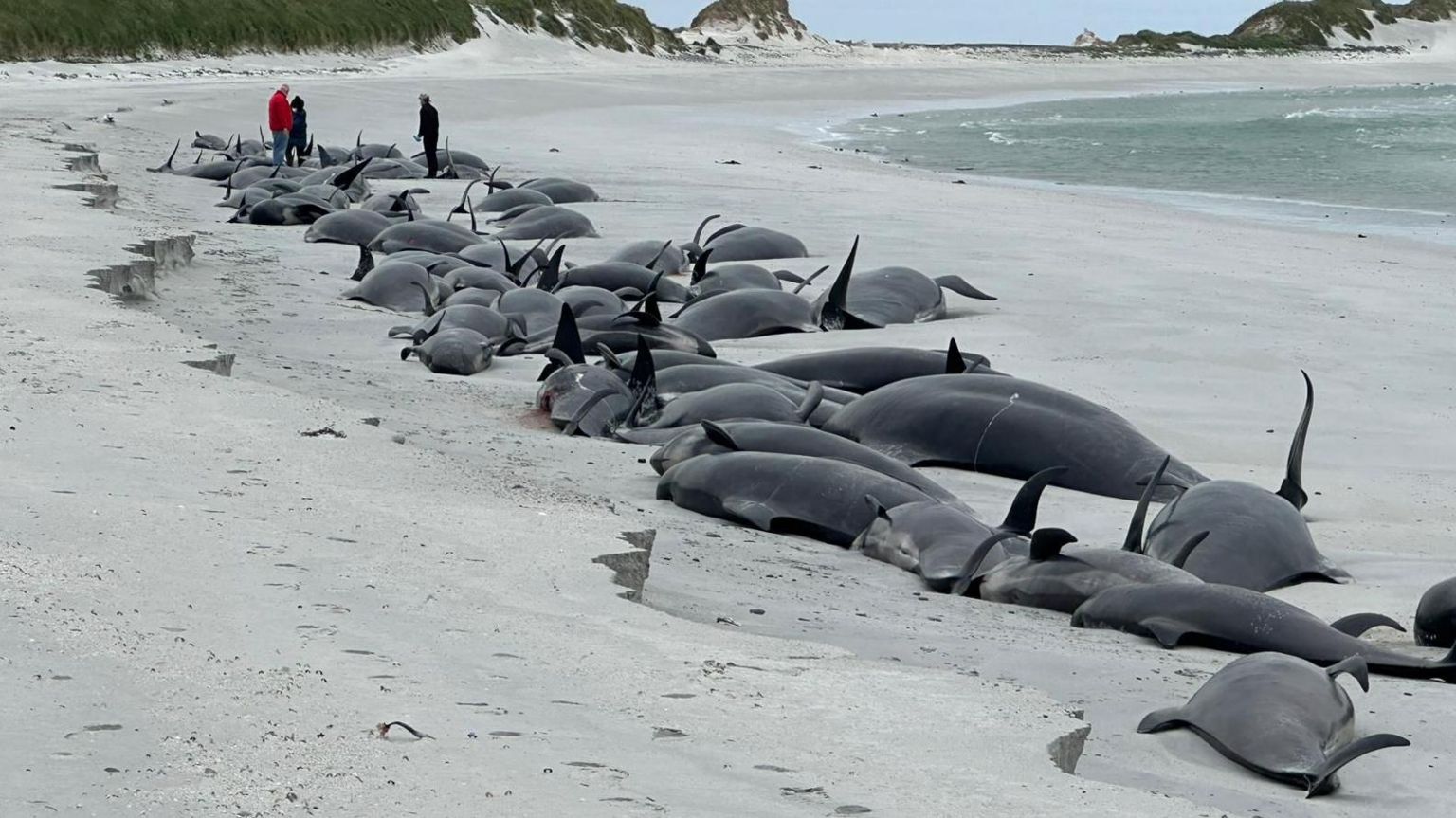 Dozens of whales washed up on Tresness Beach