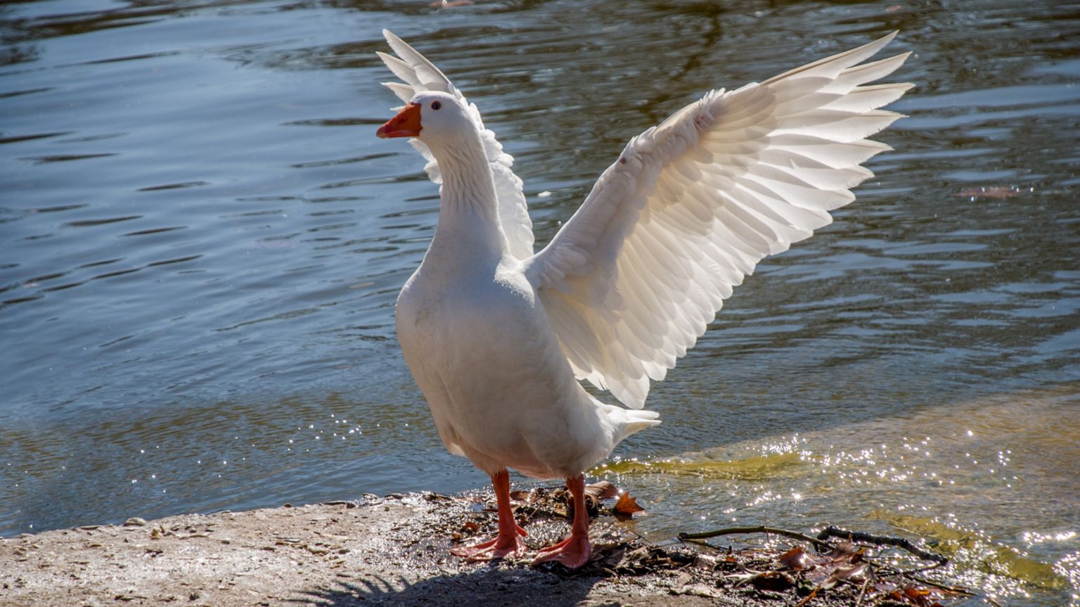 Goose (generic image)