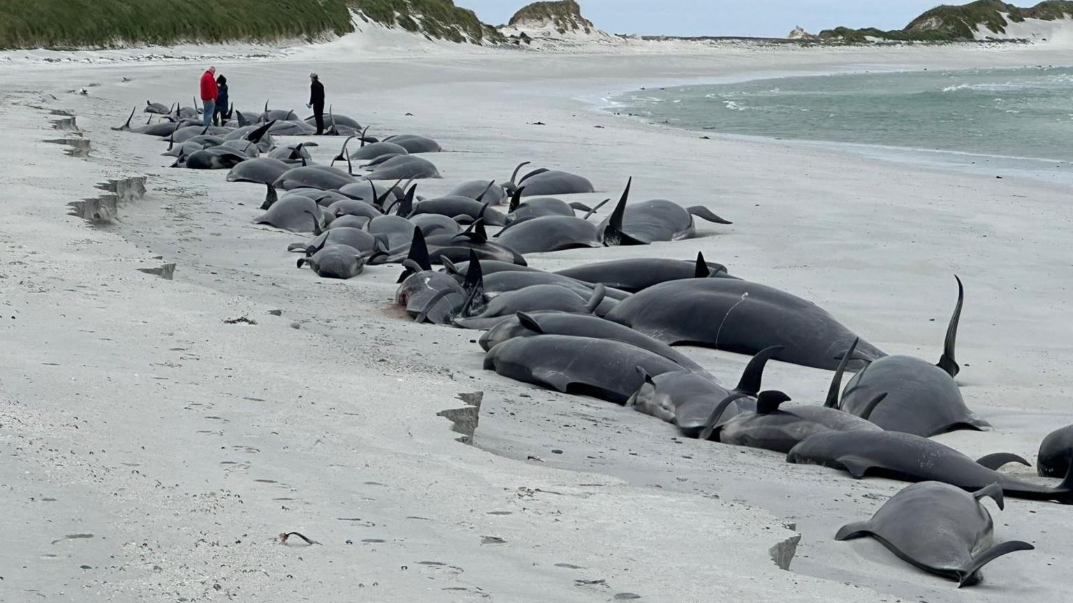 Carcases of whales stranded on a beach as three people in the distance examine the remains