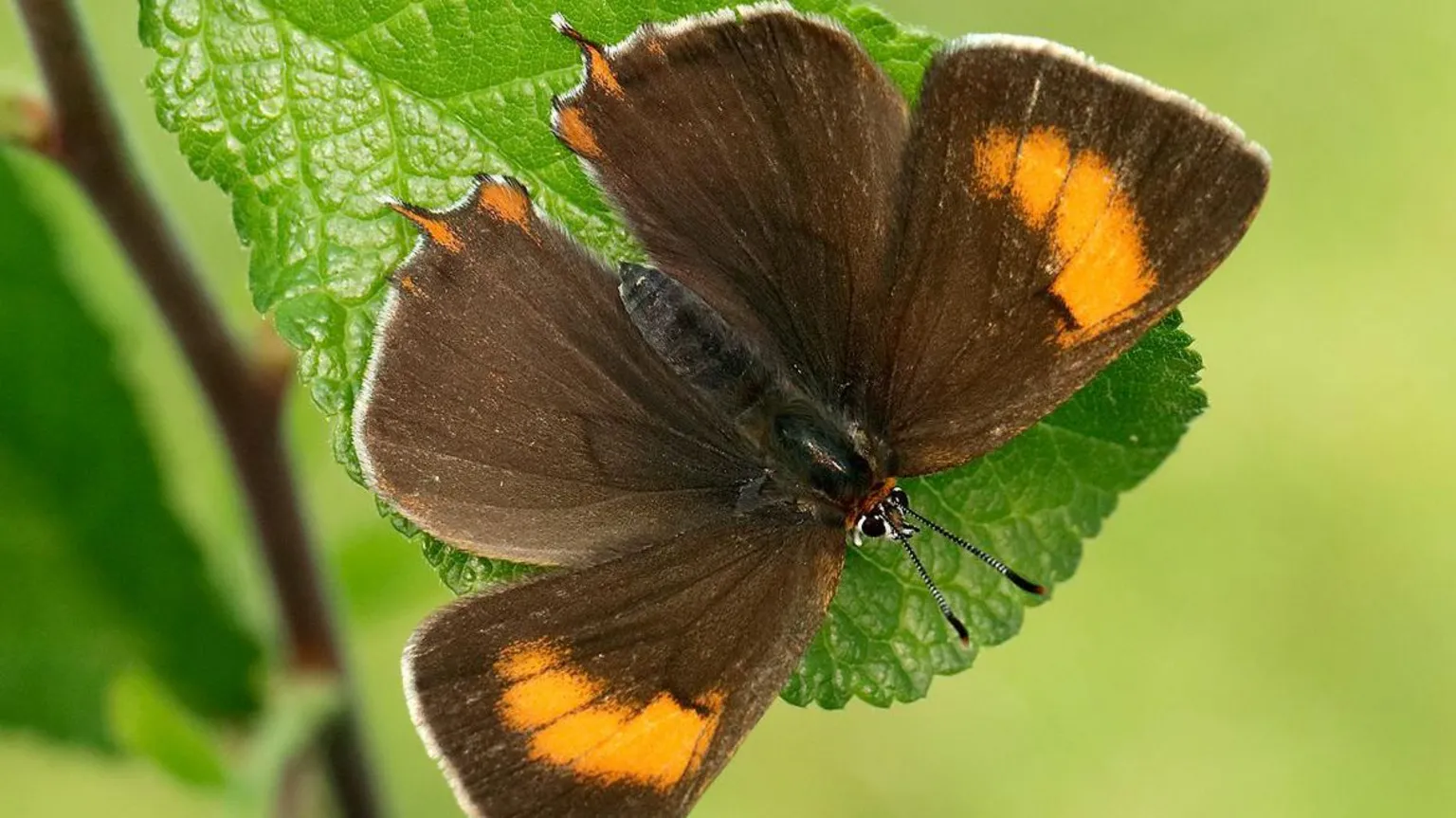 In Wales eggs of rare butterfly rocketed after hedgerows were left untrimmed