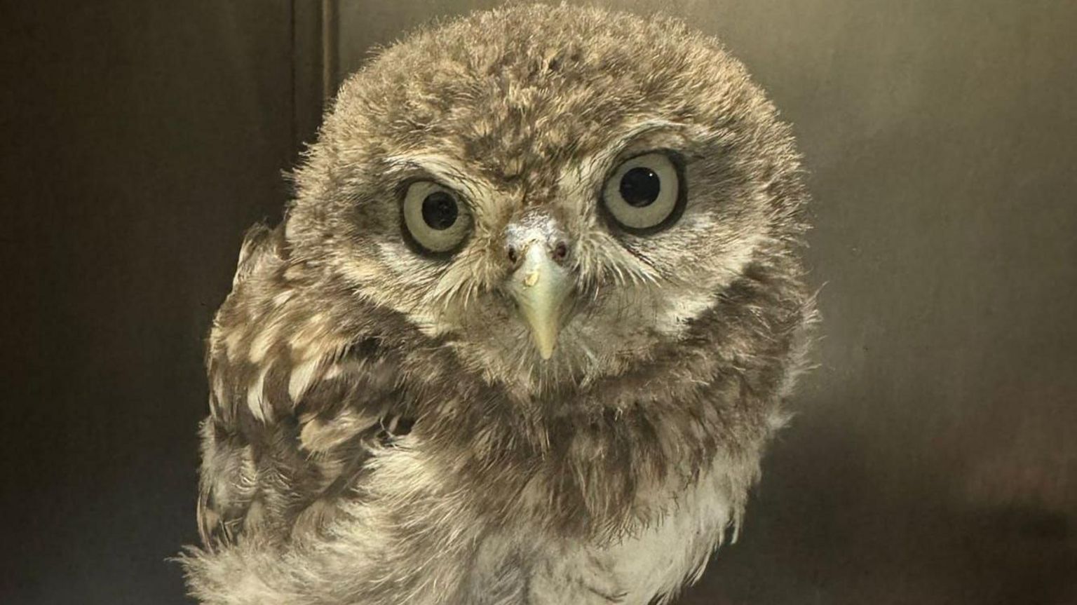 A tawny owl looking straight at the camera