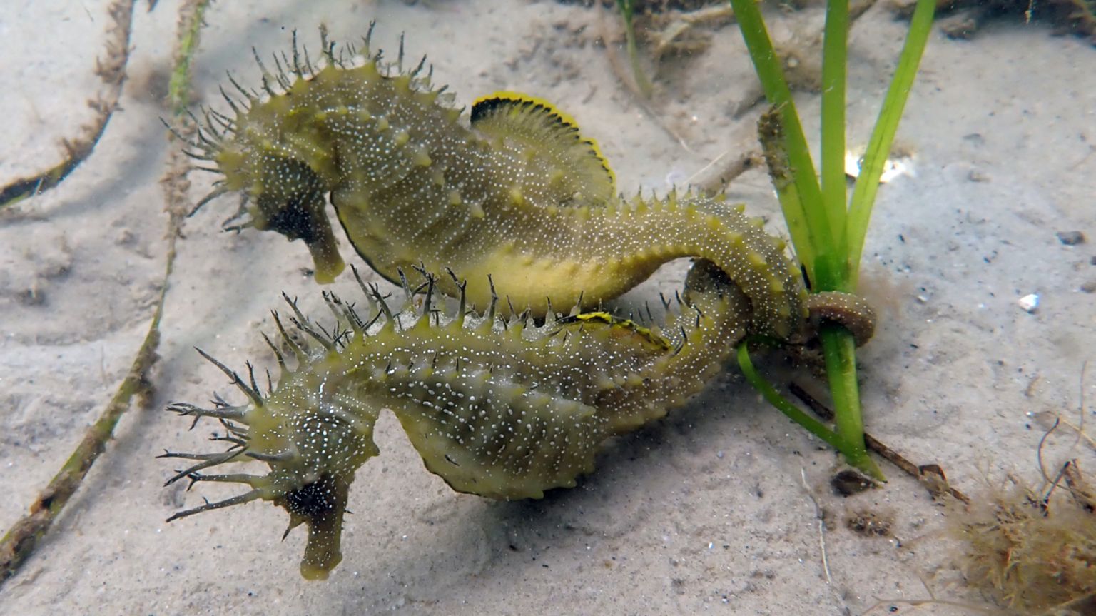 two seahorses on sandy sea bed