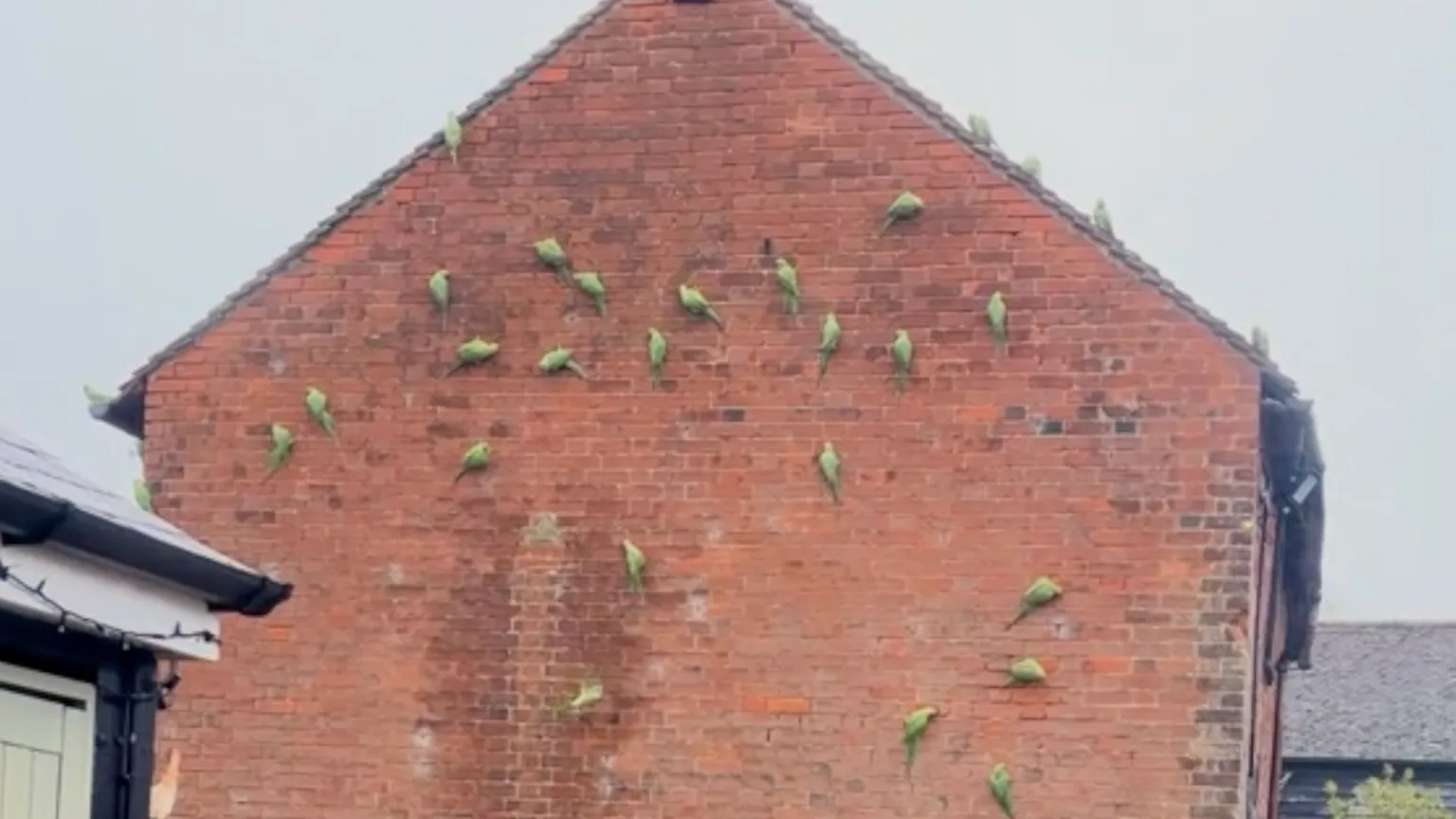 A group of vibrant green parrots cling to a red brick wall, scattered across its vertical surface in various poses.