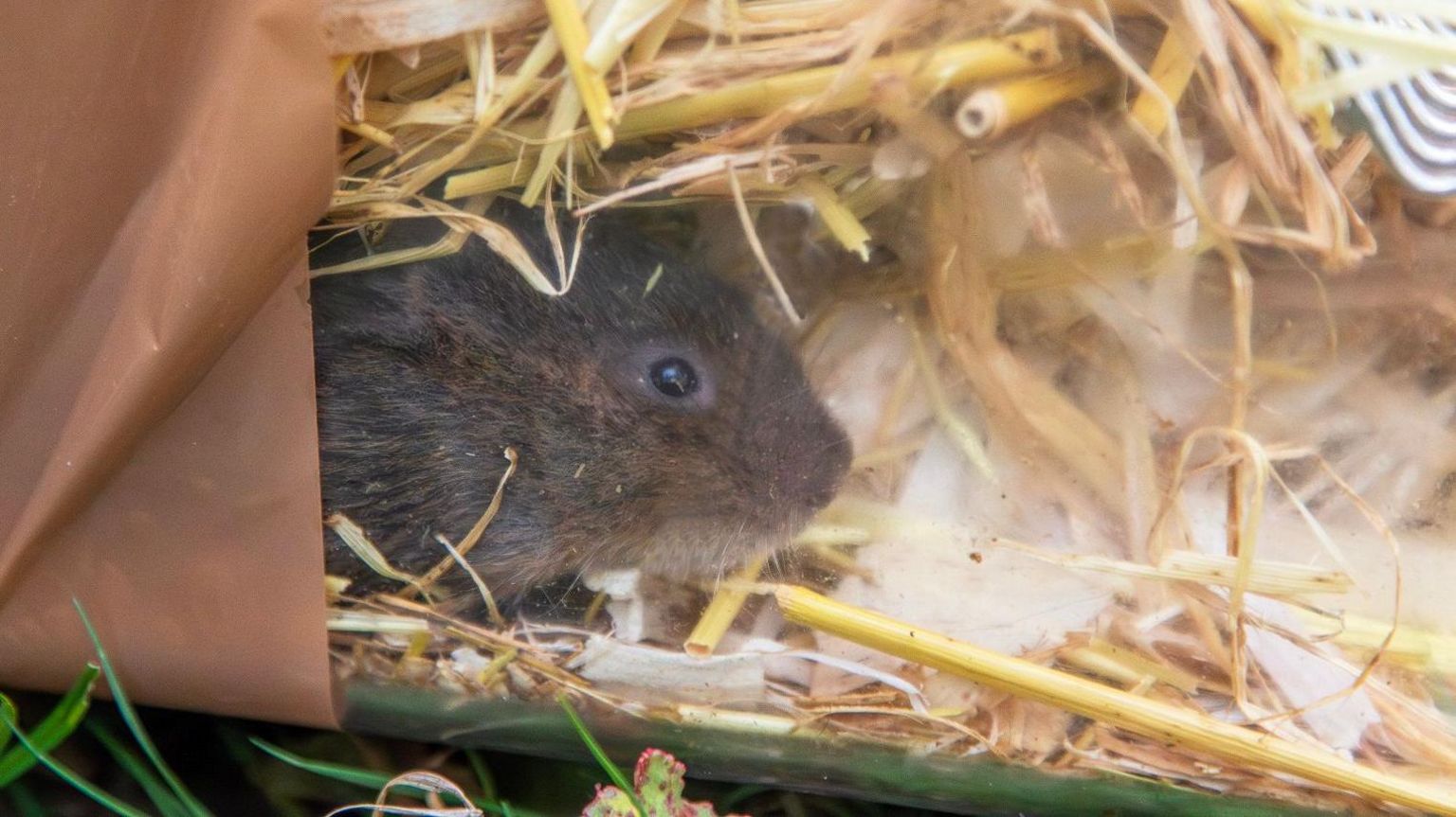 A water vole inside a clear plastic box sitting on straw