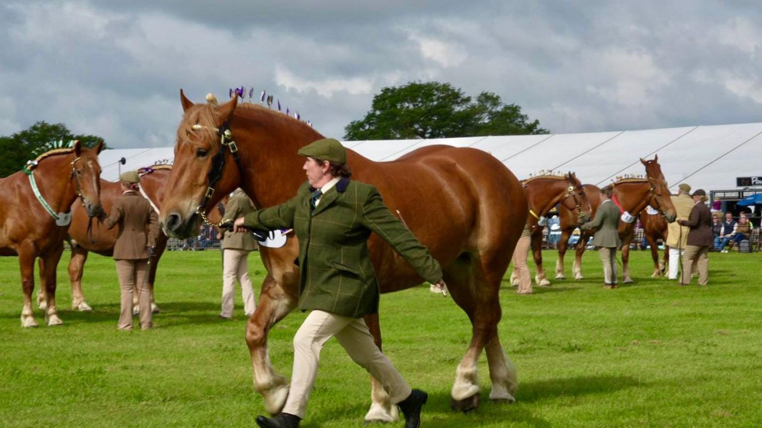 A Suffolk Punch horse being led by a woman 