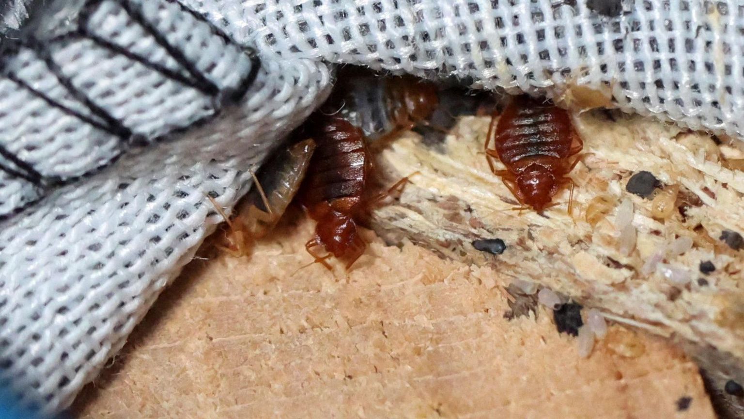 Bed bugs in a sofa (file image from France, 2023)