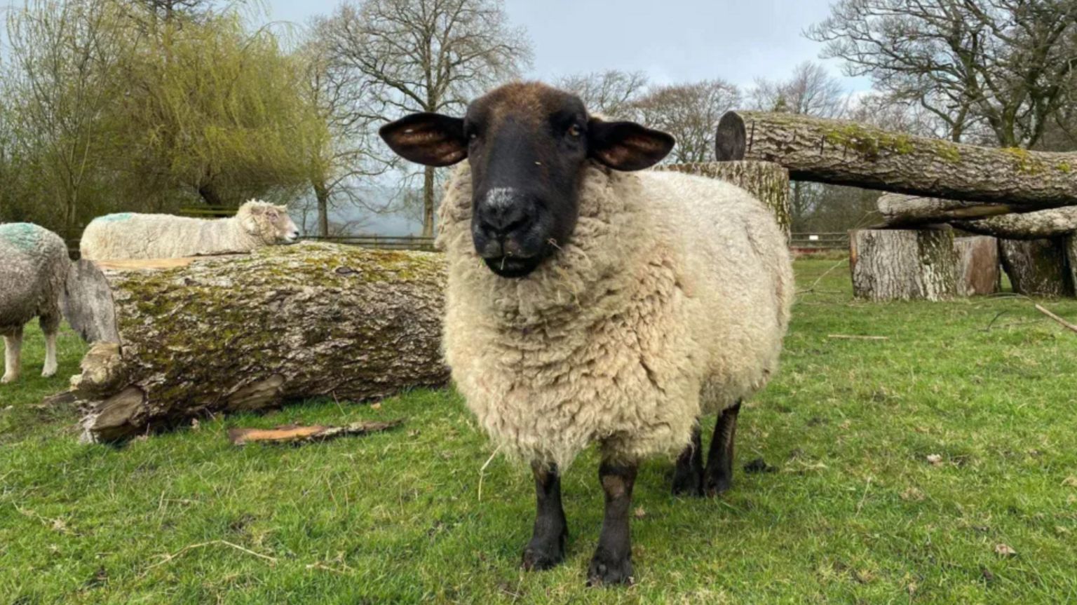 A sheep with a black face stood in a field surrounded by logs and tree trunks, with other sheep visible in the background.