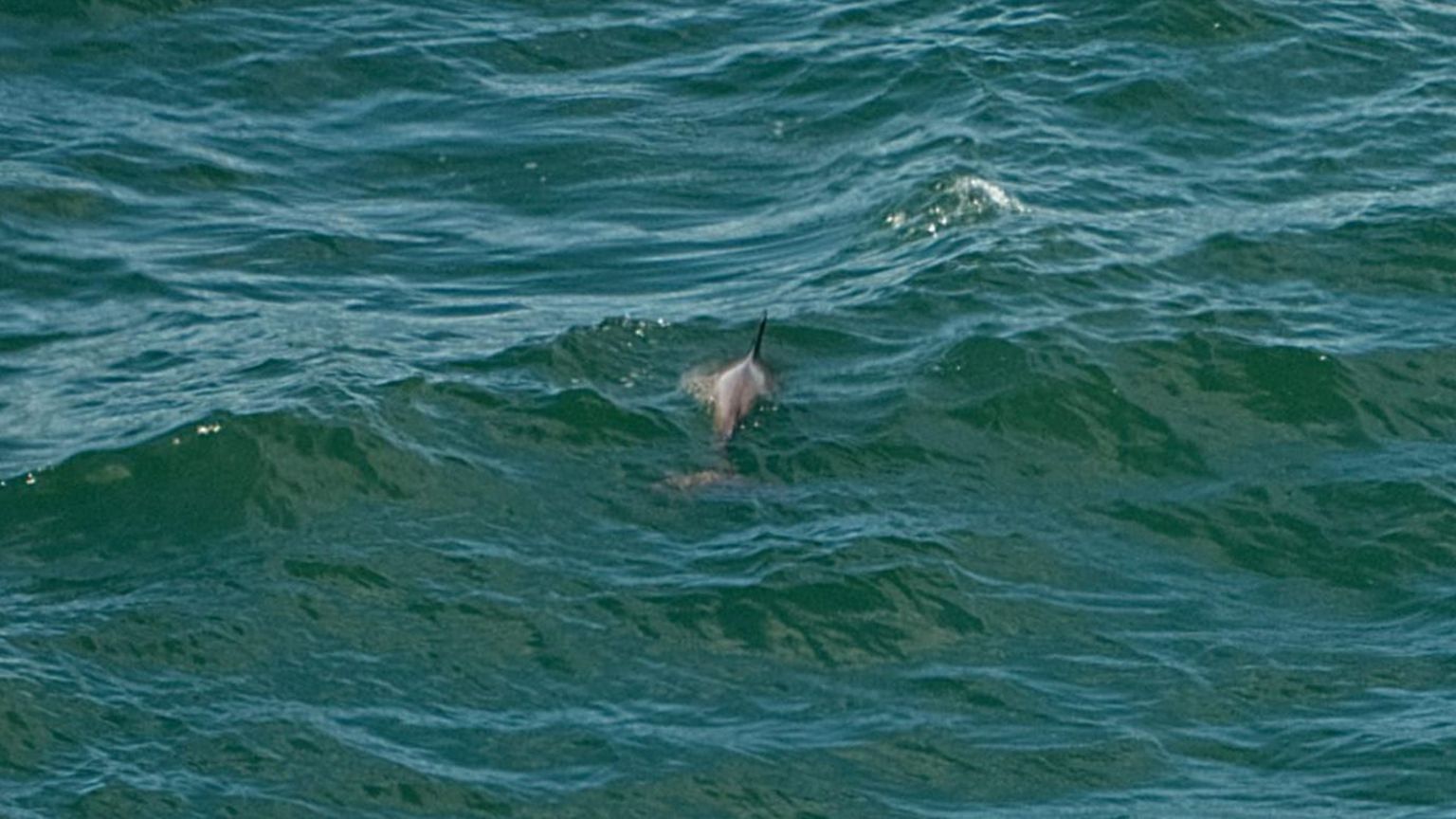 A bottlenose dolphin off the West Somerset coast