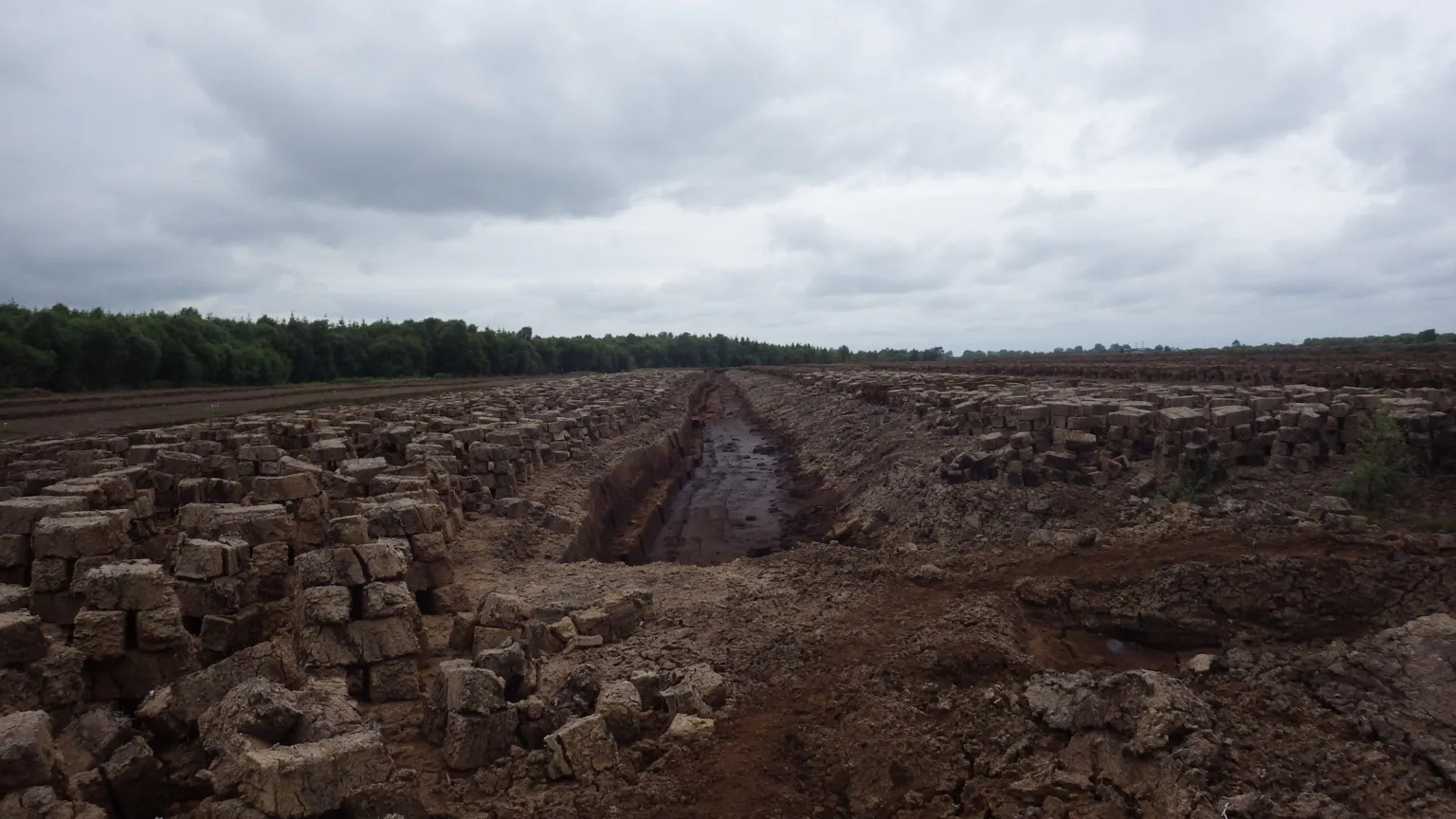 Structure — peatland in Scrub OR Pigeonpark