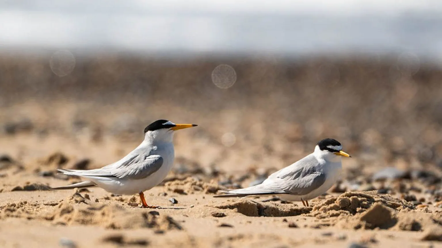 National Trust Two little terns on a beach. The sand is crumbled with little heaps and occasional stones or shells. The birds are small and white-bodied, with grey wings. a black cap on their heads and yellow beaks with a black tip. Beyond the birds, but out of focus, is the shoreline and sea.