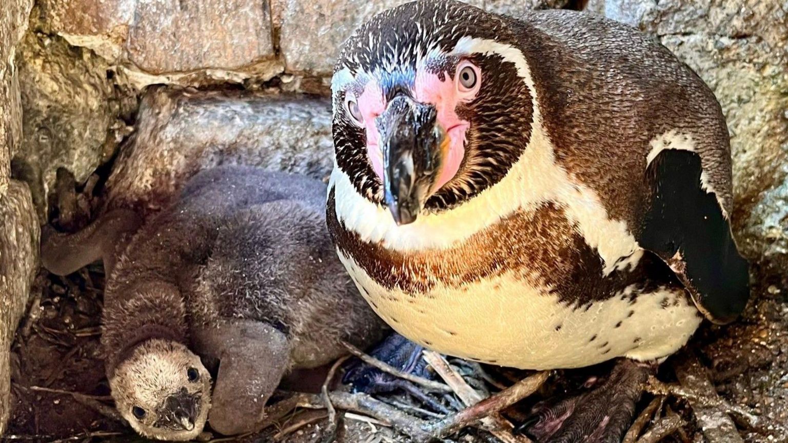 A penguin chick with an adult male penguin in their nest