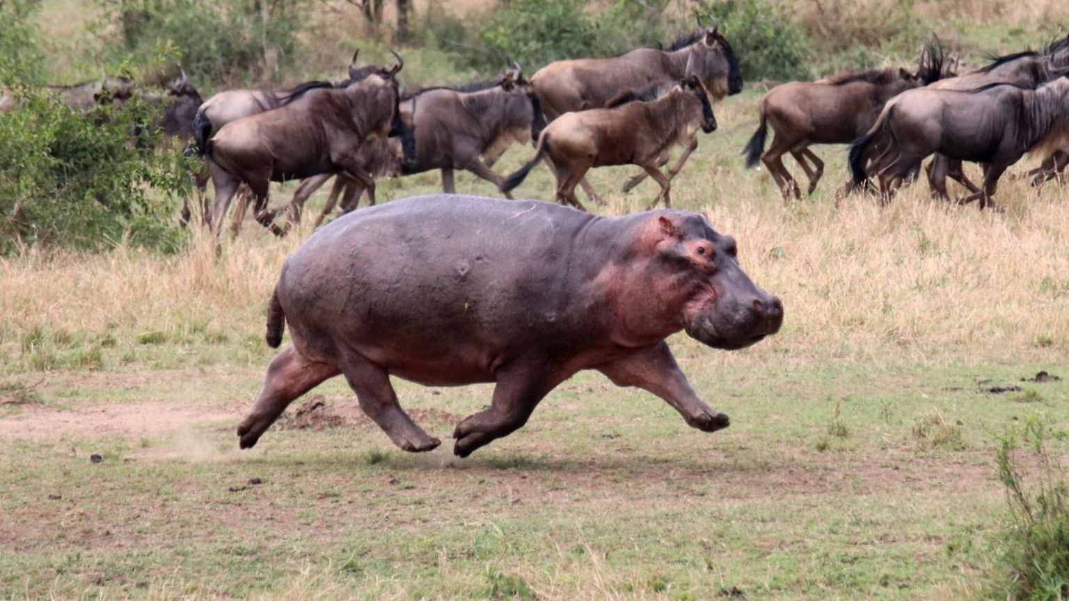 Wildlife: Scientists explore if hippos get all four feet off the ground ...