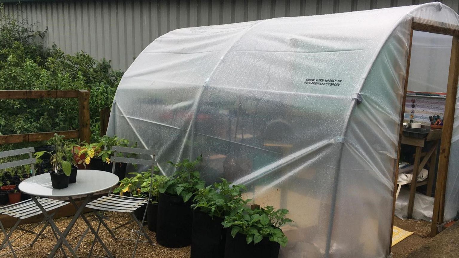 Plants lined up next to a poly tunnel
