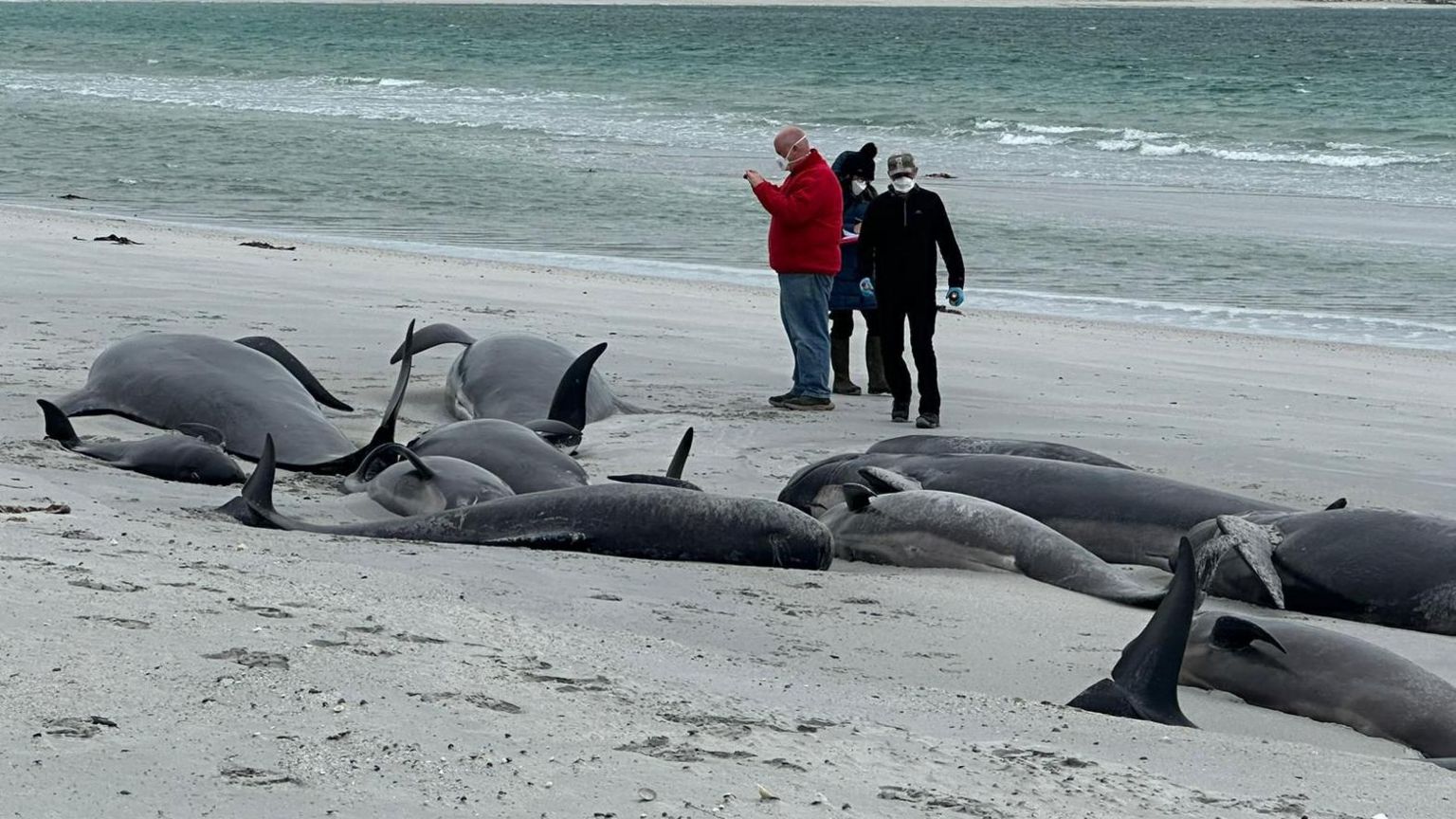 Experts access the dozens of whales on Tresness Beach
