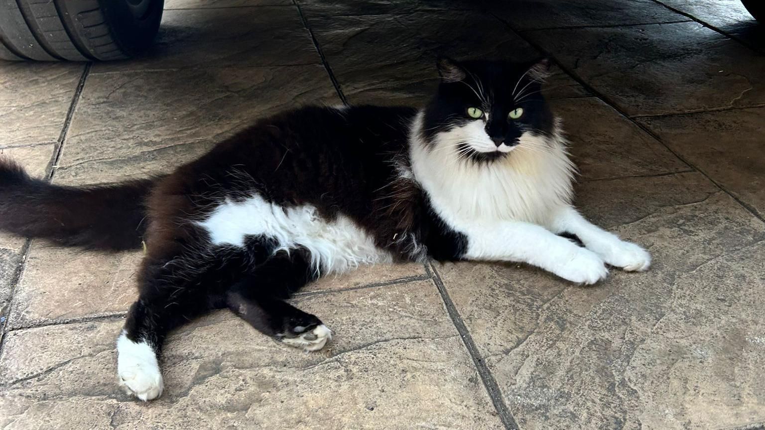 A black and white cat underneath a car.