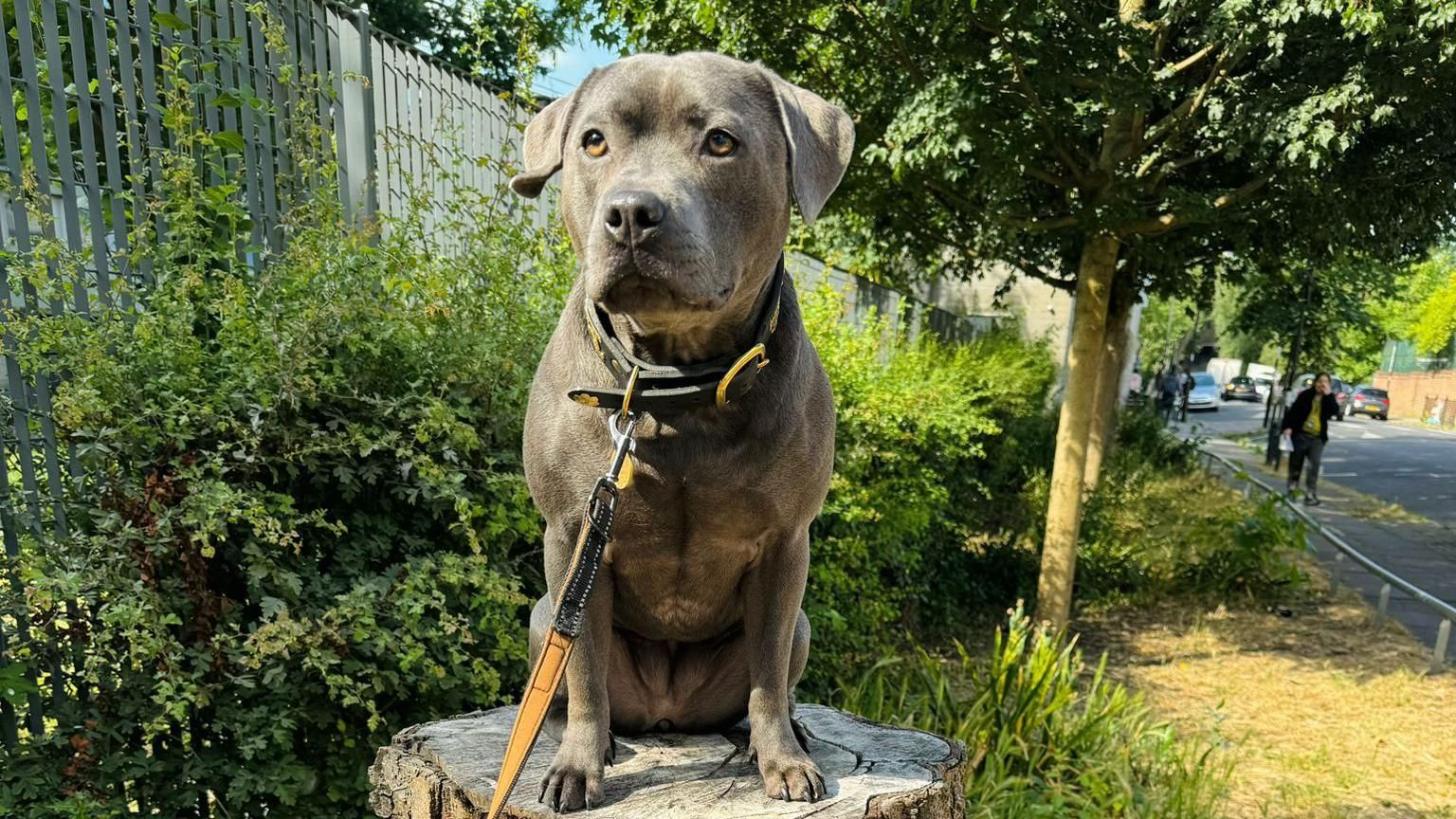 Wilma the dog poses on a stump outside at polling station in Finsbury Park, London.
