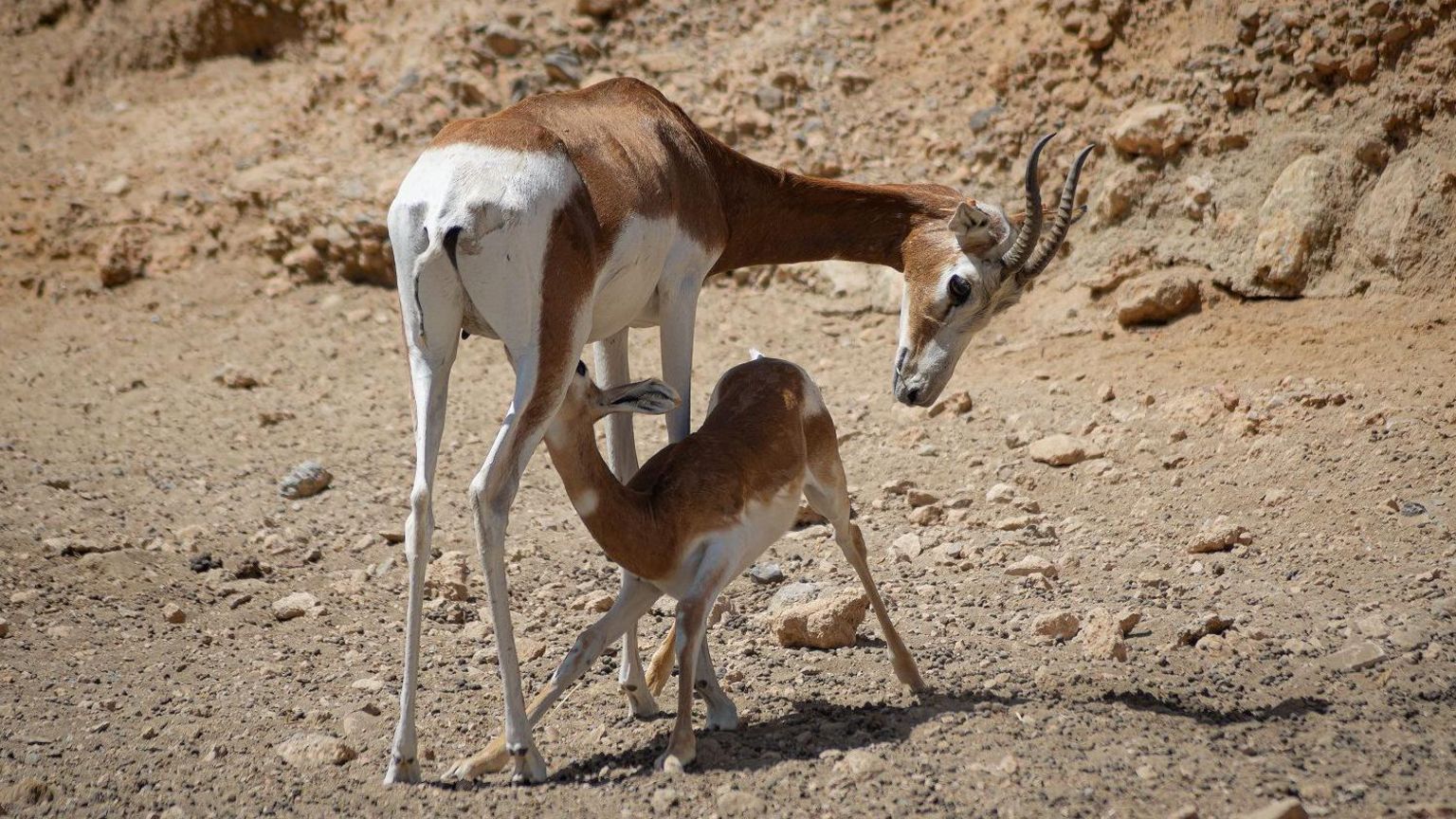 Almería music festival blamed for gazelle deaths in Spain - BBC News