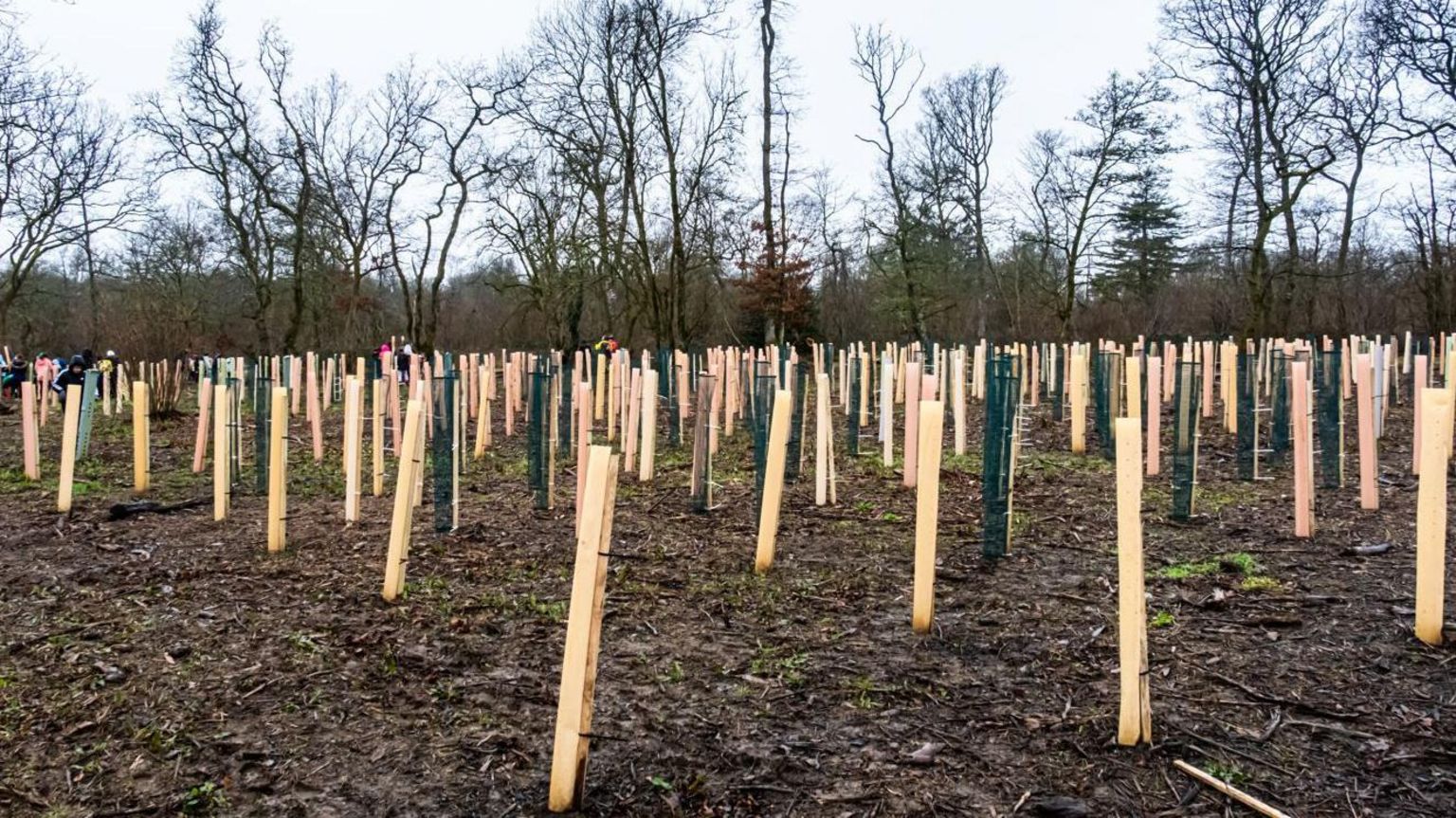 New saplings planted out in an arboretum 
