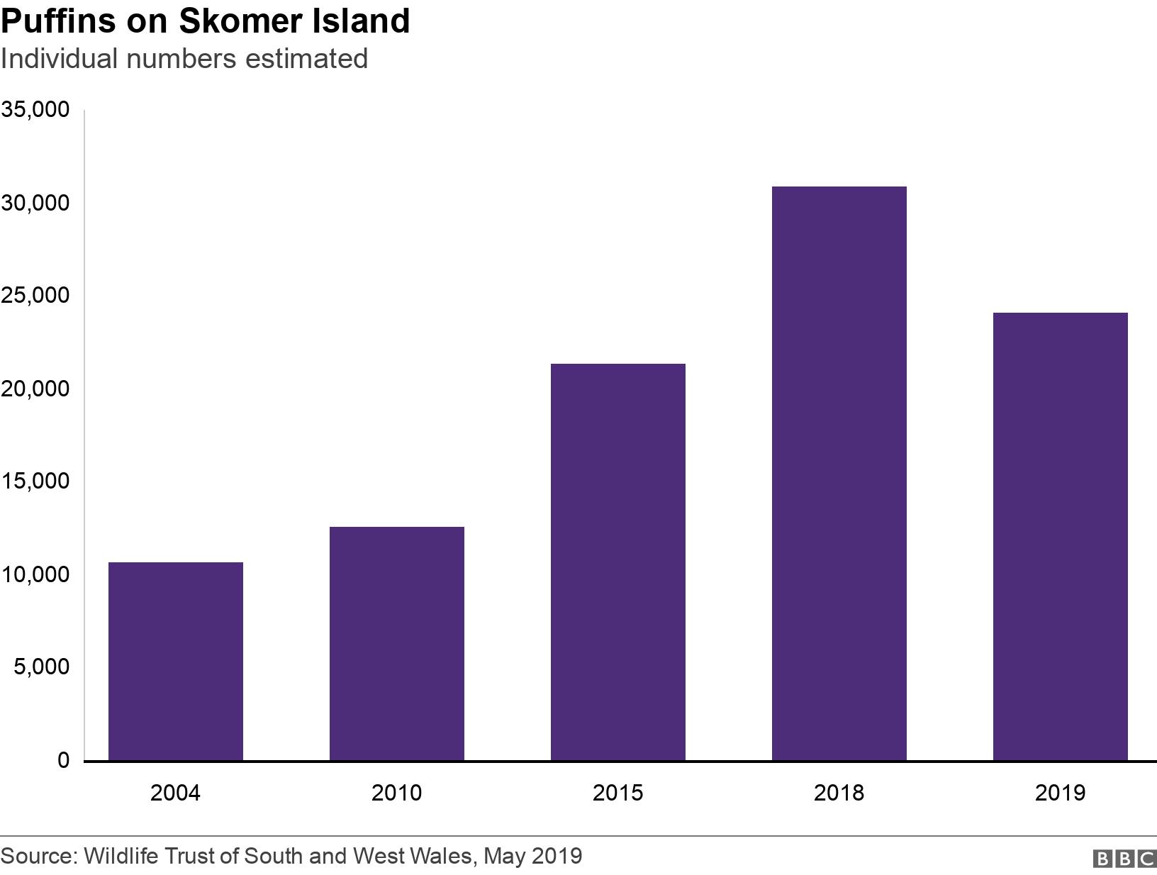 Puffins on Skomer Island. Individual numbers estimated. .