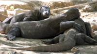 komodo