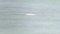 whale