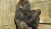 Baby gorilla with surrogate mum