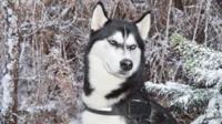 Anuko the husky