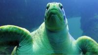 Lulu the sea turtle