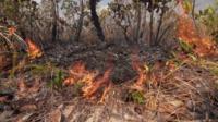 Part of Cerrado savanna on fire