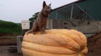Dog sitting on giant pumpkin