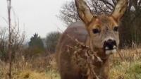 Deer