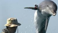 A dolphin