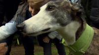 Tommy the greyhound
