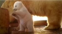 Polar bear cub